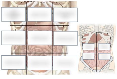 abdominal regions and quadrants Diagram | Quizlet