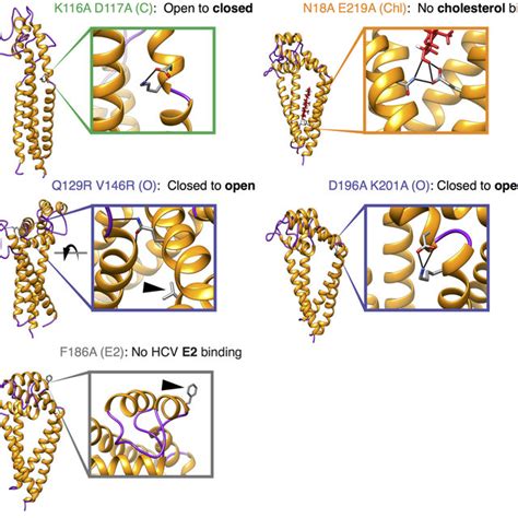 Conformational switching of CD81 Molecular models of CD81 in the closed ...