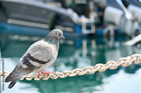 Columbidae is a bird family consisting of pigeons and doves. It is the only family in the order ...