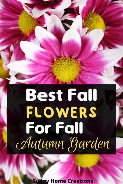 10 Best Fall Flowers For Your Autumn Garden