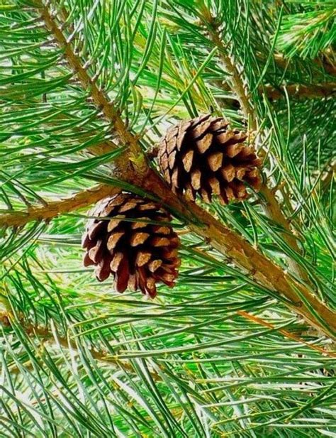 Пин от пользователя srdr kd на доске Pine trees | Природа