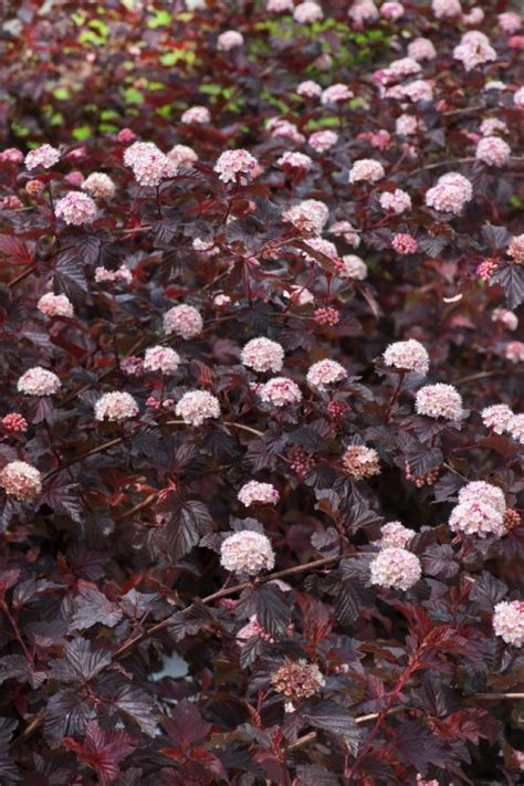 Physocarpus Opulifolius Lady In Red C2 25 30 Cm