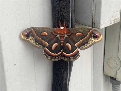 What’s this giant moth? : r/insects