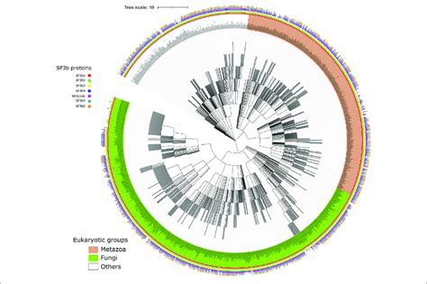 Distribution Of Sf B Homologs Across Eukaryotes Shown Is The Ncbi