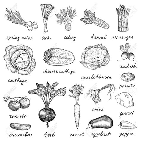 hand drawn vegetable illustration