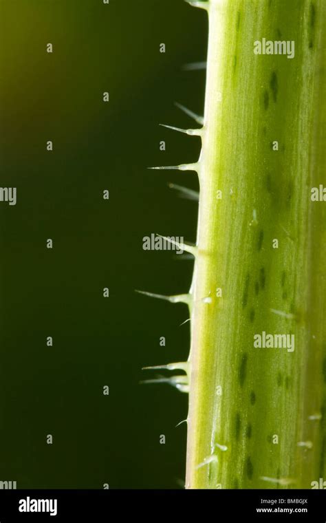 Stinging Nettle Common Nettle Stinging Hairs Close Up Urtica Dioica