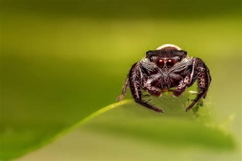 wallpaper spider, eyes, close-up HD : Widescreen : High Definition ...