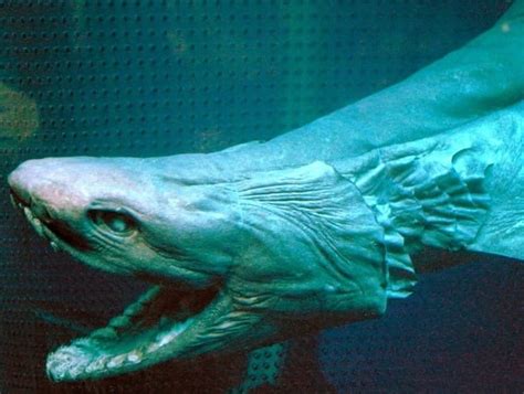 Frilled Shark - A-Z Animals