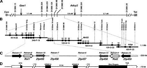 Regulator Of Sex Limitation Rsl Encodes A Pair Of Krab Zinc Finger