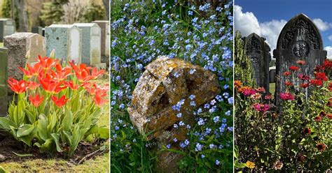 20 Flowers for Graves and Cemeteries | Balcony Garden Web