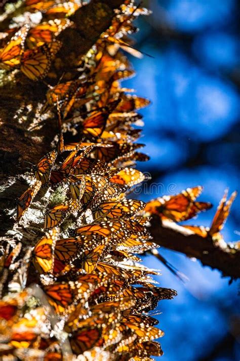 Colonia De Mariposas Monarcas Danaus Plexippus En Un Tronco De Pino En