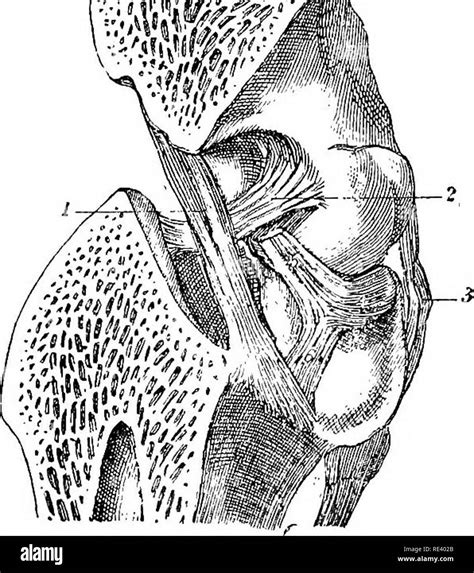 L Anatomie Du Cheval Une Dissection Guide Les Chevaux Fig 4 A