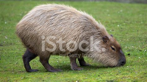 Capybara Eating Grass Stock Photo | Royalty-Free | FreeImages