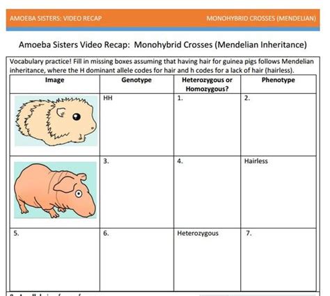 Amoeba Sisters Monohybrid Crosses Answer Key Pdf Videorecapofdihybridcrossesbyamoeba