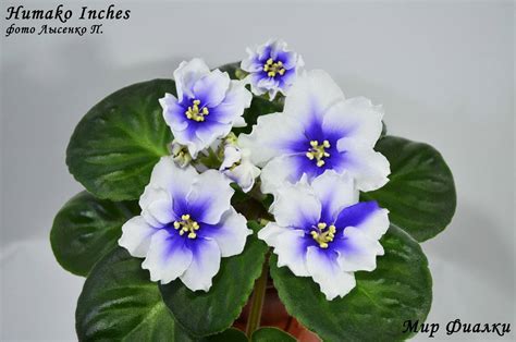 Описание сорта фиалки Humako inches: выращивание хумако инчес на ...