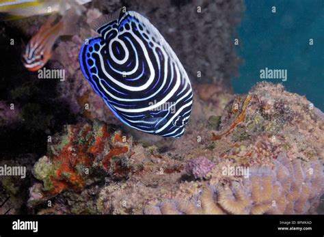 Juvenile Emperor Angelfish Banque De Photographies Et Dimages à Haute