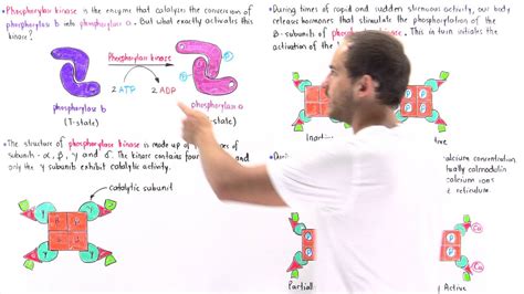 Activation of Phosphorylase Kinase - YouTube