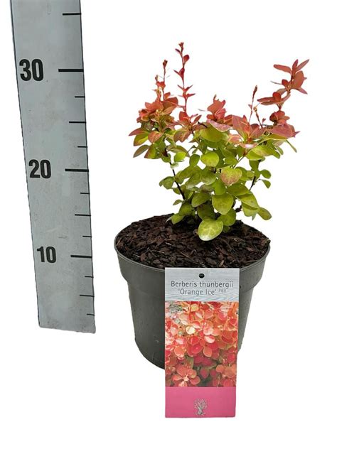 Berberis thunbergii 'Orange Ice' — Plant Wholesale FlorAccess