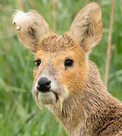 Sinister-looking 'vampire deer' with four-inch FANGS caught on camera at nature reserve | Nature ...