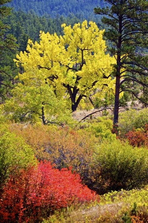 The Four Seasons at Custer State Park