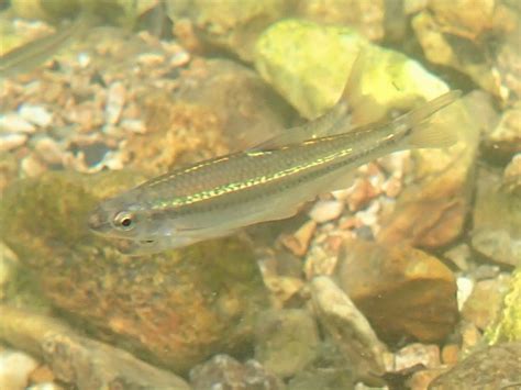 Ozark Minnow Spavinaw Creek Delaware County Oklahoma Mark Otnes