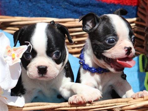 Chiots Boston Terriers M Les R Server Lof Petite Annonce Chien