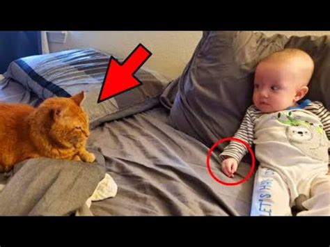 Ночью кот подошел к ребенку. То, что он сделал, всех шокировало! - YouTube