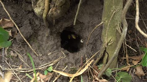 Close Up Of The Striped Wasp Polistes Nimpha Flying Into The Entrance Of The Earth Nest Under