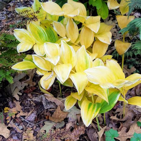 Autumn in the Blue Ridge Mountains - Green Garden