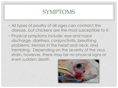 PPT - Newcastle Disease PowerPoint Presentation - ID:5804747