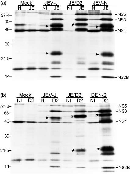 Immunoprecipitation Of 35 S Methionine Labelled Viral Pro