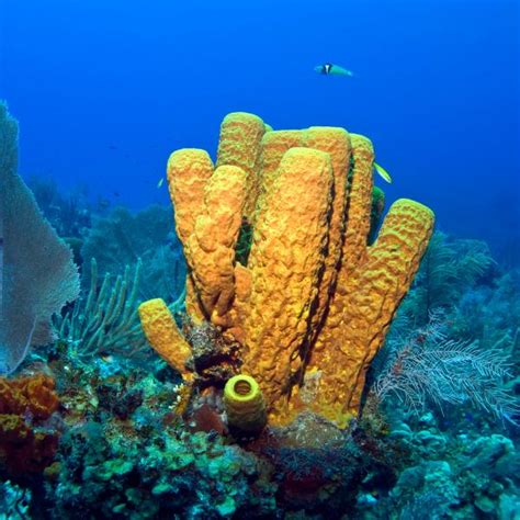 Síntesis de 19 artículos como se reproducen las esponjas de mar