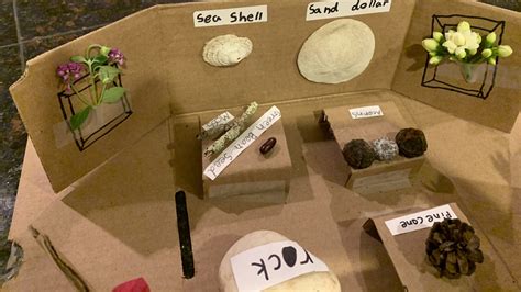 Mini Museum Exhibit Project | 2nd Grade - Santa Cruz Museum of Natural ...