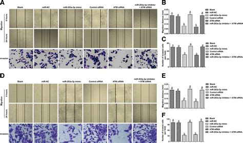 Effect Of Mir 203a 3p On The Migration And Invasion Of A2780 Cells Download Scientific Diagram