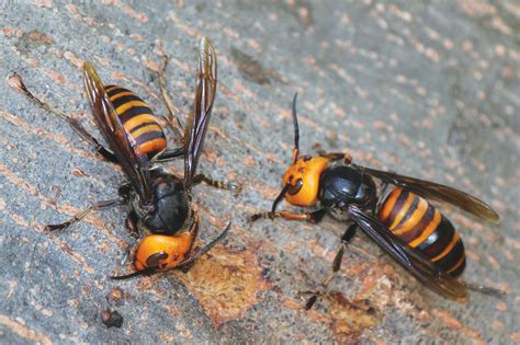 Northern Giant Hornet Vespa Mandarinia North Central IPM Center