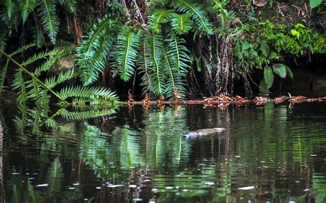 Platypus Be Dammed New Threat To Vulnerable Species Revealed