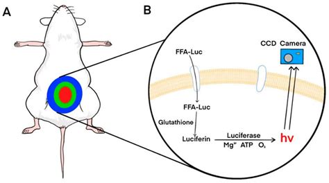 Frontiers Application And Trend Of Bioluminescence Imaging In