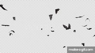 Bats - Swarm Flying Around - Loop on Make a GIF