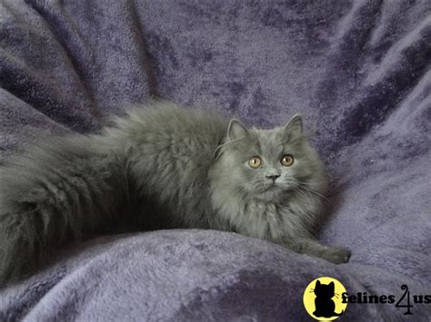 Persian Kitten for Sale: Blue Male Persian Kitten 8 Yrs old