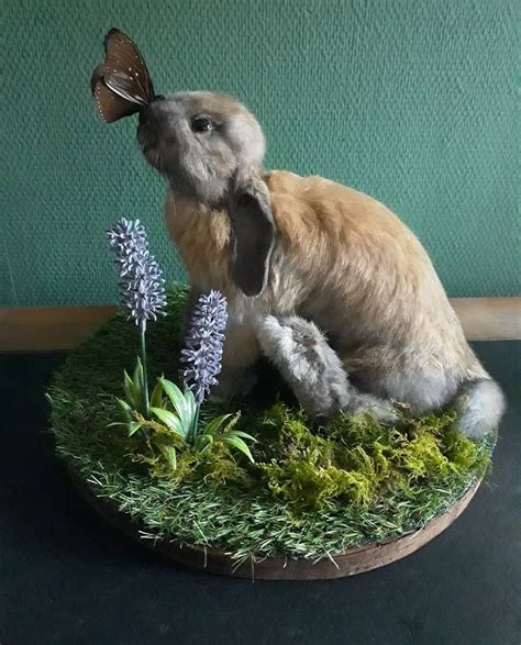 Taxidermy in 2024 | Creatief, Dieren, Insecten