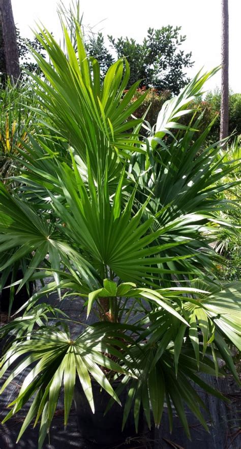 Florida Thatch Palm