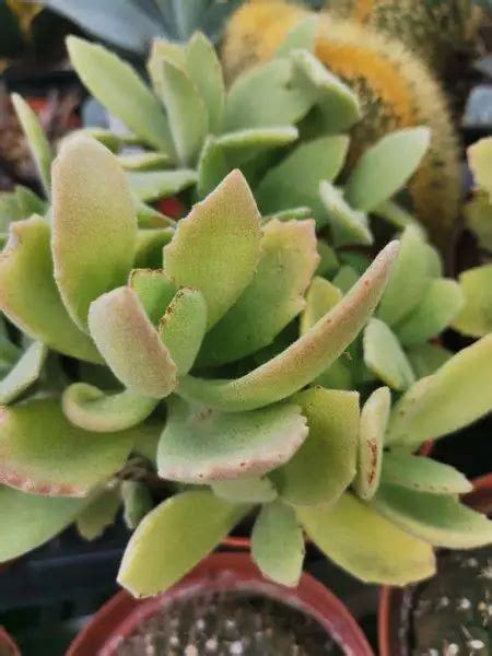 Kalanchoe Sp Siracactus Succulente Vendita Online