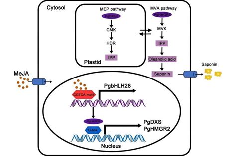 New Insights Into Methyl Jasmonate Induced Saponin Biosynthesis In The