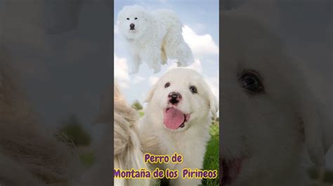 C Mo Quitar Las Manchas De Los Ojos De Un Perro Pastor Maremmano