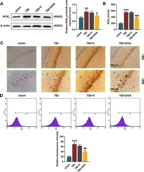 Docosahexaenoic Acid Dha Treatment Reduced The Nadph Oxidase Nox2