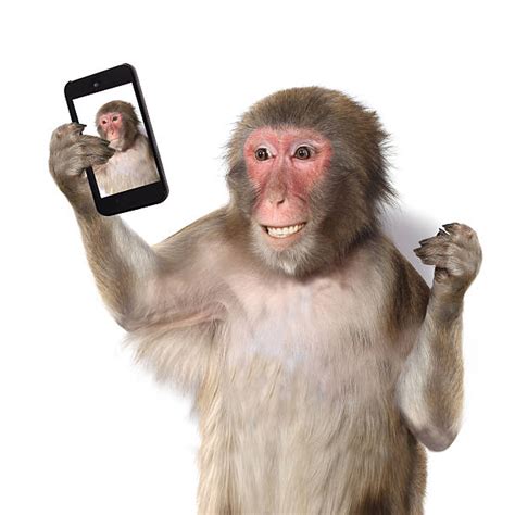 720+ Monkey Cell Phone Stock Photos, Pictures & Royalty-Free Images ...