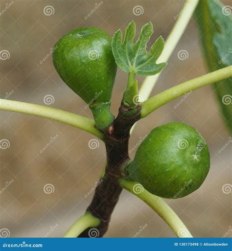 A pair Growing figs stock photo. Image of leaf, fruit - 130173498