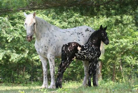 Mystic Warrior Appaloosa X Friesian Cross Stable Express