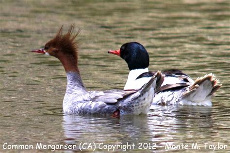 Common Merganser