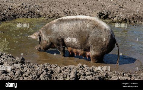 Dirty Pig In Mud On Hi Res Stock Photography And Images Alamy